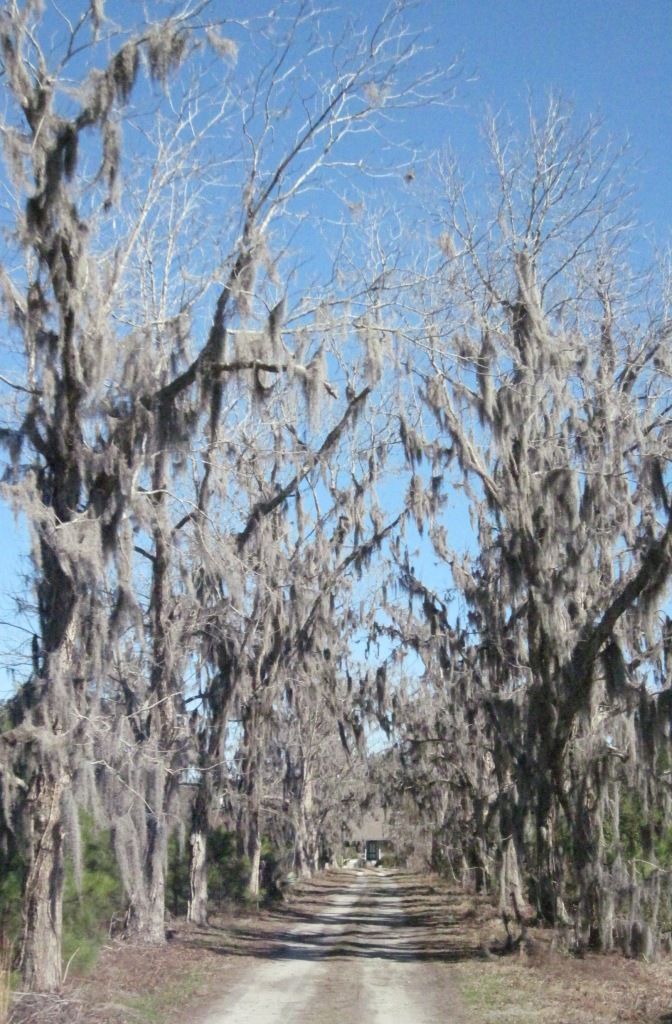 Bonsai Beginnings Spanishmoss (Tillandsia usneoides)