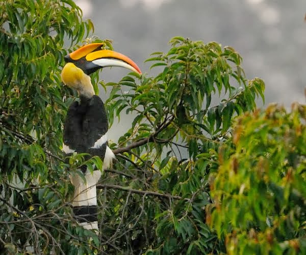 Burung Engang Kalimantan Timur