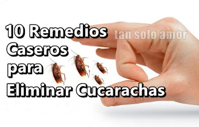cucarachas remedios caseros como repelente fiel pame tablero