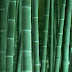 Bambu | Manfaat terhadap Lingkungan