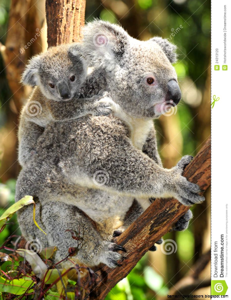 Australian Koala Bear Carrying Cute Baby Stock Photo   Image 24313120 Australian Koala Bear Carrying Cute Baby Stock Photo   Image 24313120