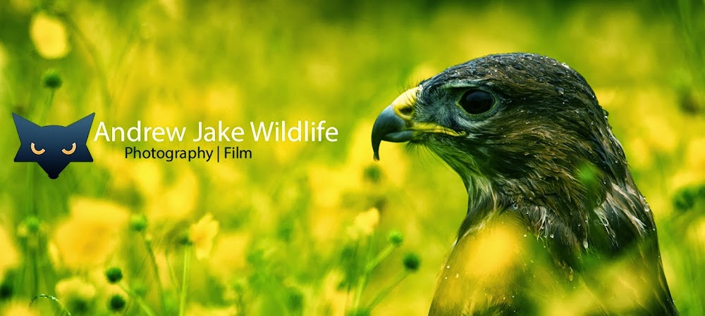 Andrew Jake Wildlife