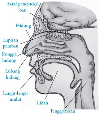 anatomi hidung manusia