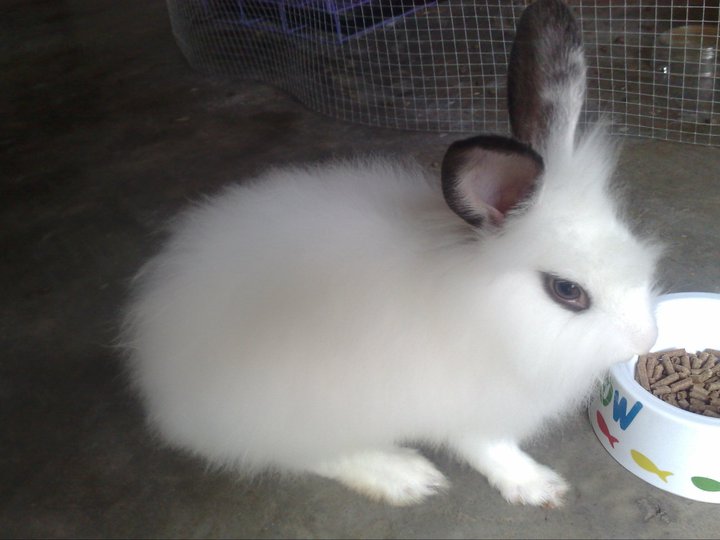 Arnab Angora