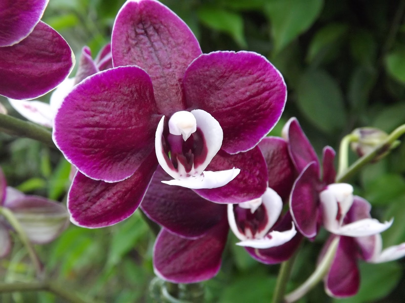 My Orchids Journal Phaelenopsis orchid finally bloomed