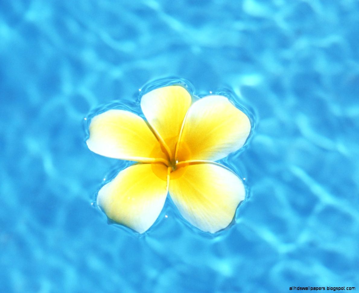 Hawaii Beach Hawaiis Aquamarine Sea and blue Sky 1280x1024 NO4 Hawaii Beach Hawaiis Aquamarine Sea and blue Sky 1280x1024 NO4