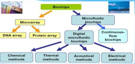 What are types of biochips?
