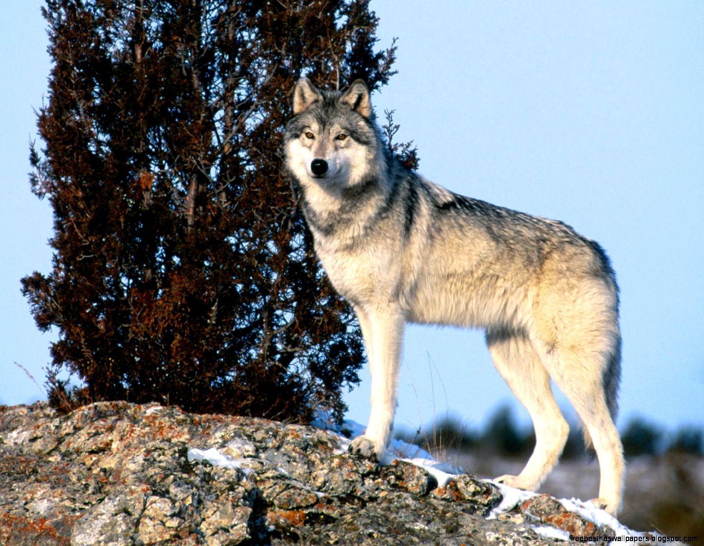 Gray Wolf Animal Unique Gray Wolf Animal Unique