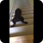 Σκύλος κατεβαίνει τα σκαλιά με μοναδικό τρόπο