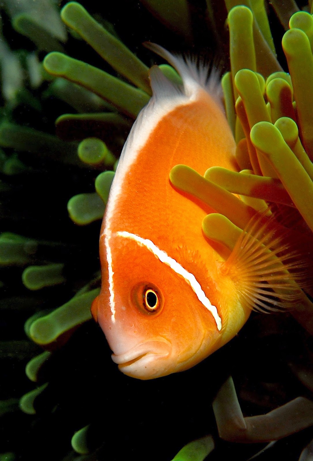 Pink Anemonefish (Amphiprion Perideraion)