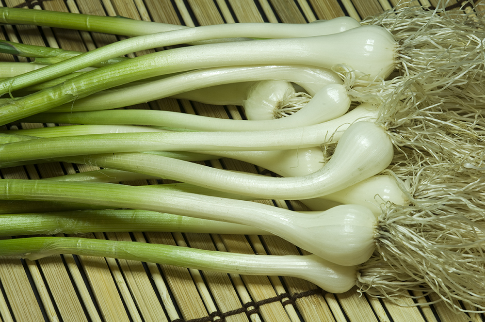 my ate onions the 3 foragers foraging for organic food can i eat those onions in my my ate onions the 3 foragers foraging for organic food can i eat those onions in my