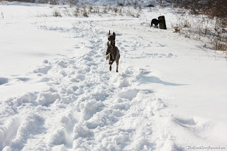 Italian Greyhounds winter