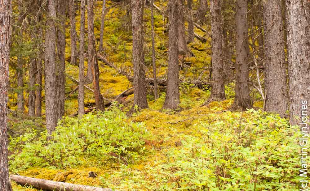 Kananaskis Village Hiking at Ribbon Creek Day use area Marty's Road