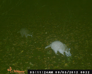 Albino Racoon and his Brother