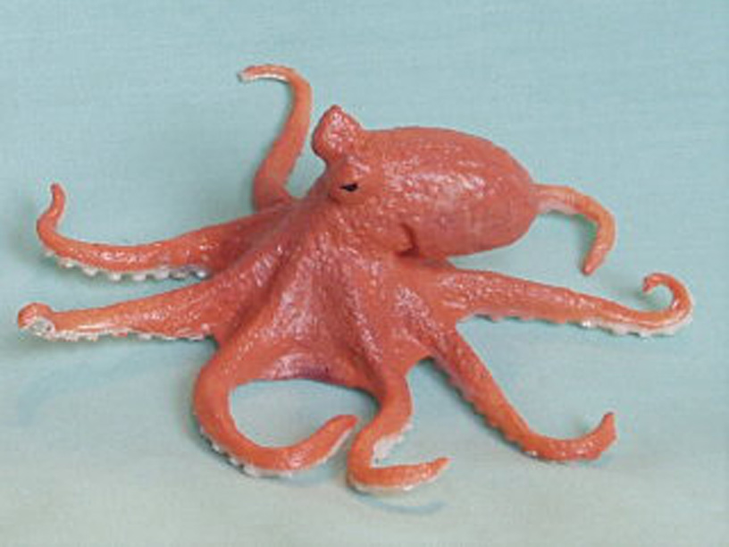 Octopus Huisdier Kopen Vogels