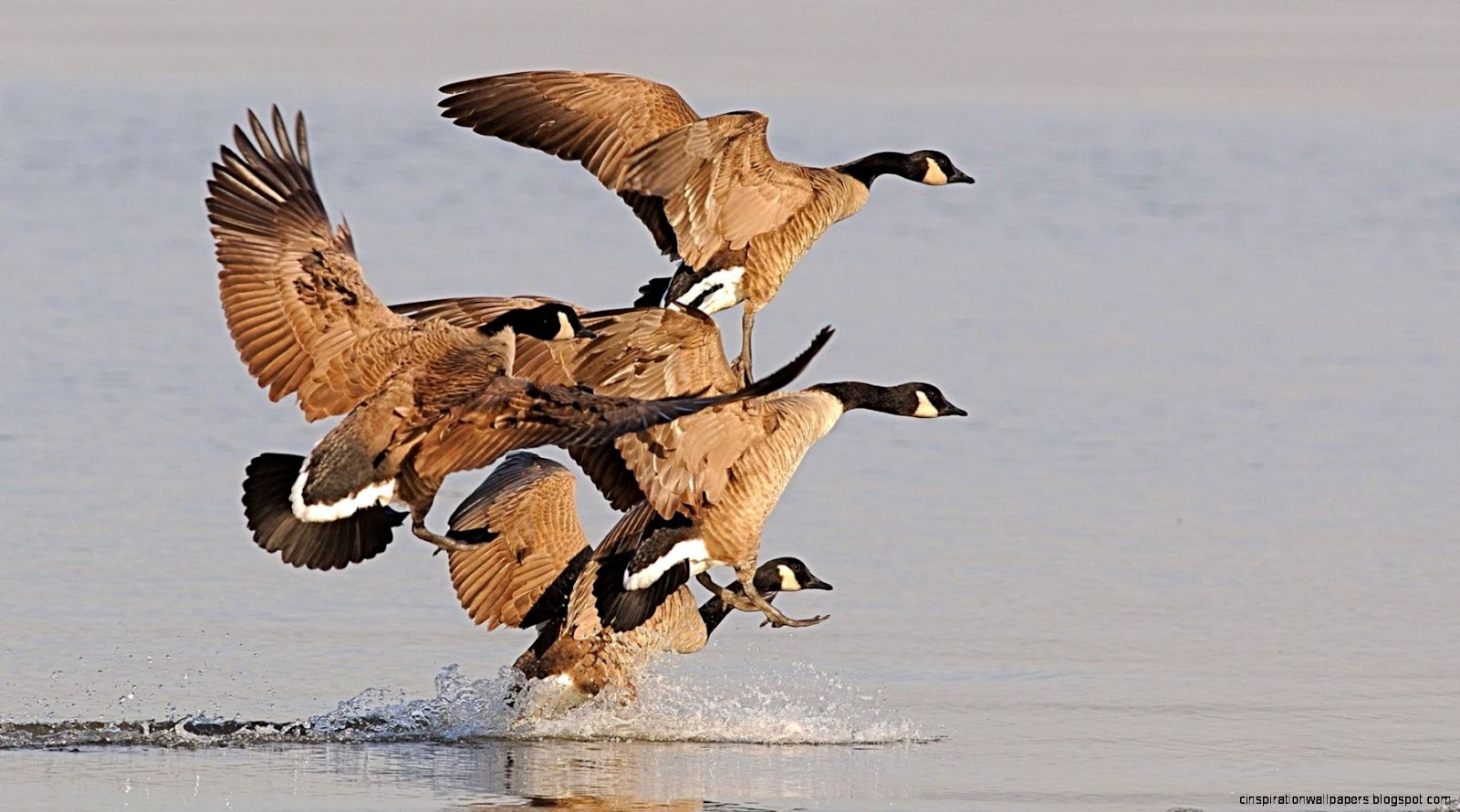 Gaggle of geese Widescreen Wallpaper 4877 Gaggle of geese Widescreen Wallpaper 4877