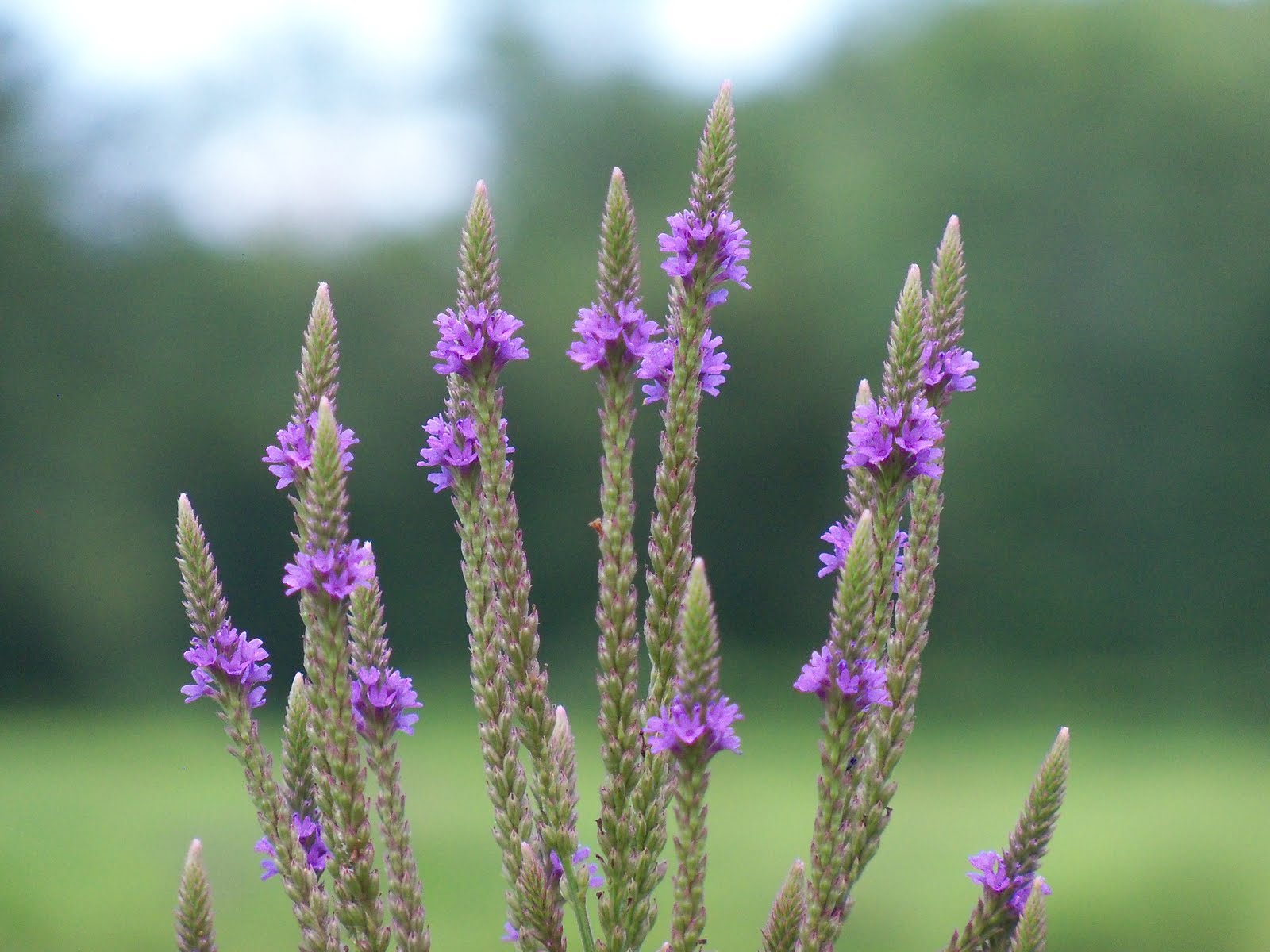Plant Journeys Heron Flower Blue Vervain