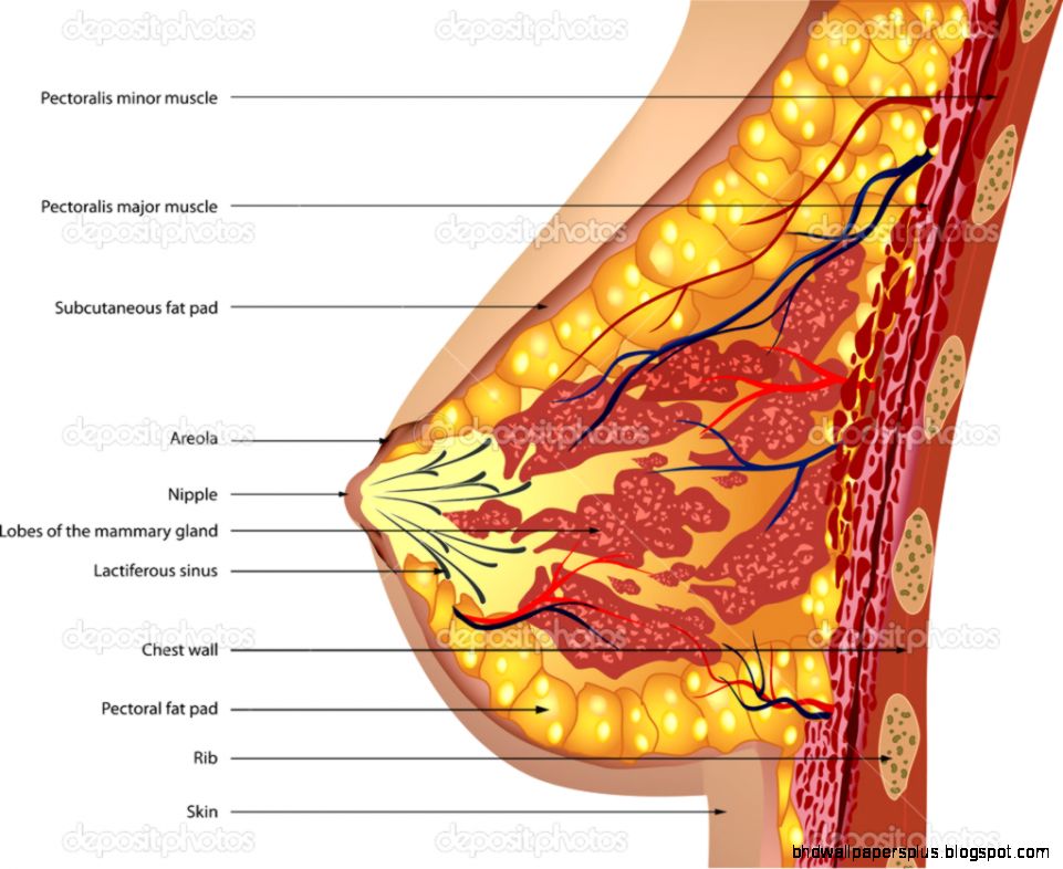 Anatomy of the breast Vector — Stock Vector © emaria 14869973 Anatomy of the breast Vector — Stock Vector © emaria 14869973