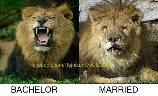 lion-before-and-after-marriage-funny-picture.jpg