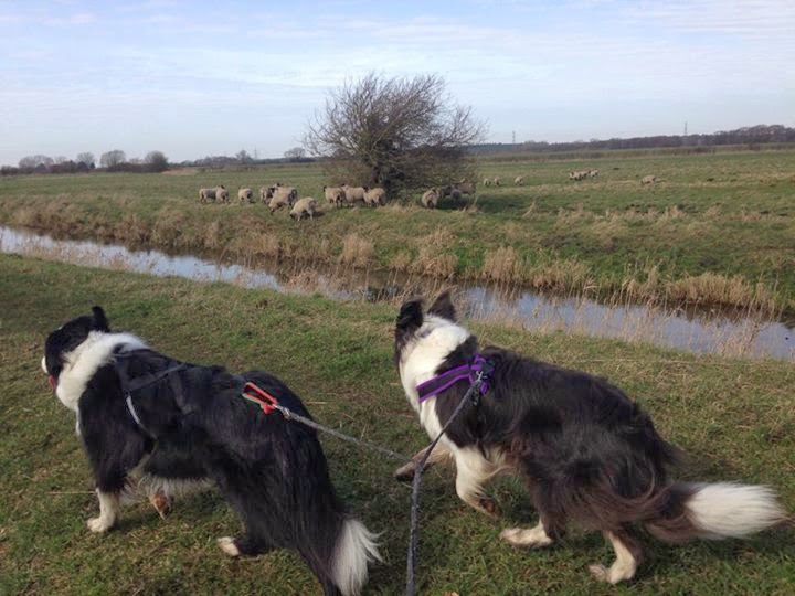 Peddars Dog Training Peddars Dog Training