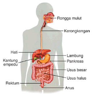 Alat Pencernaan Makanan Manusia Alat Pencernaan Makanan Manusia dan Hubungan Makanan Dengan Kesehatan