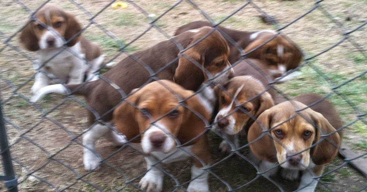 Boys, Beagles and Belly Acres Farm Beagles, but not average beagles