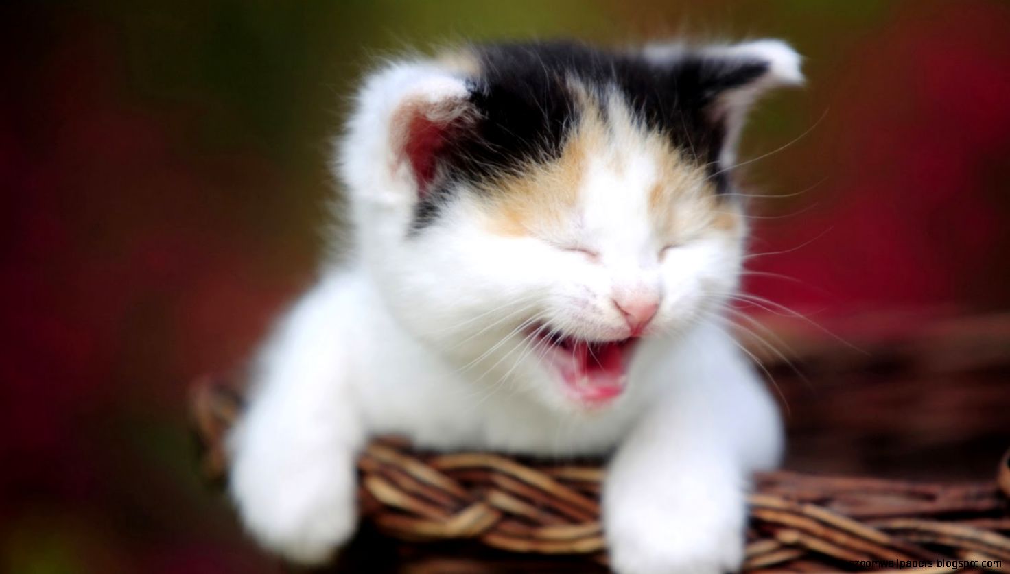 cat babycrying cat babycrying