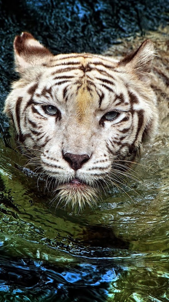 White Tiger Swimming Android Wallpaper
