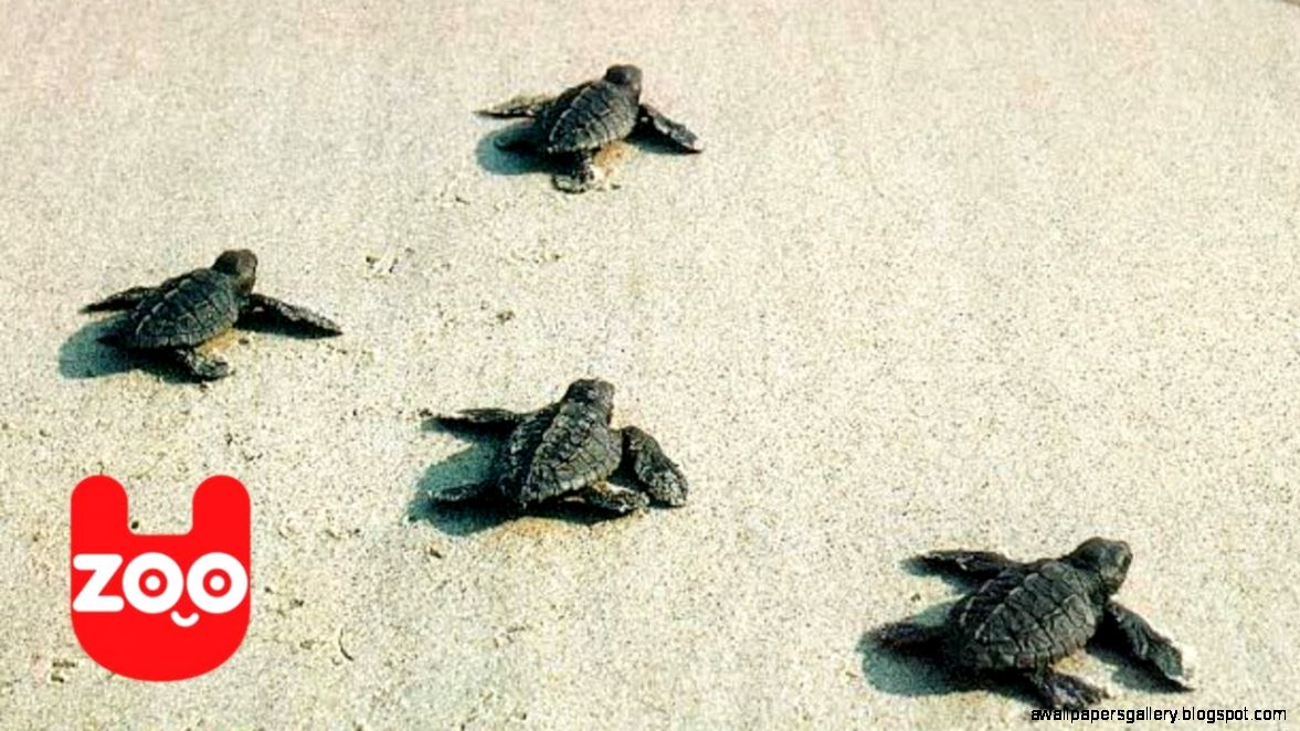 Baby Sea Turtles Released YouTube Baby Sea Turtles Released YouTube