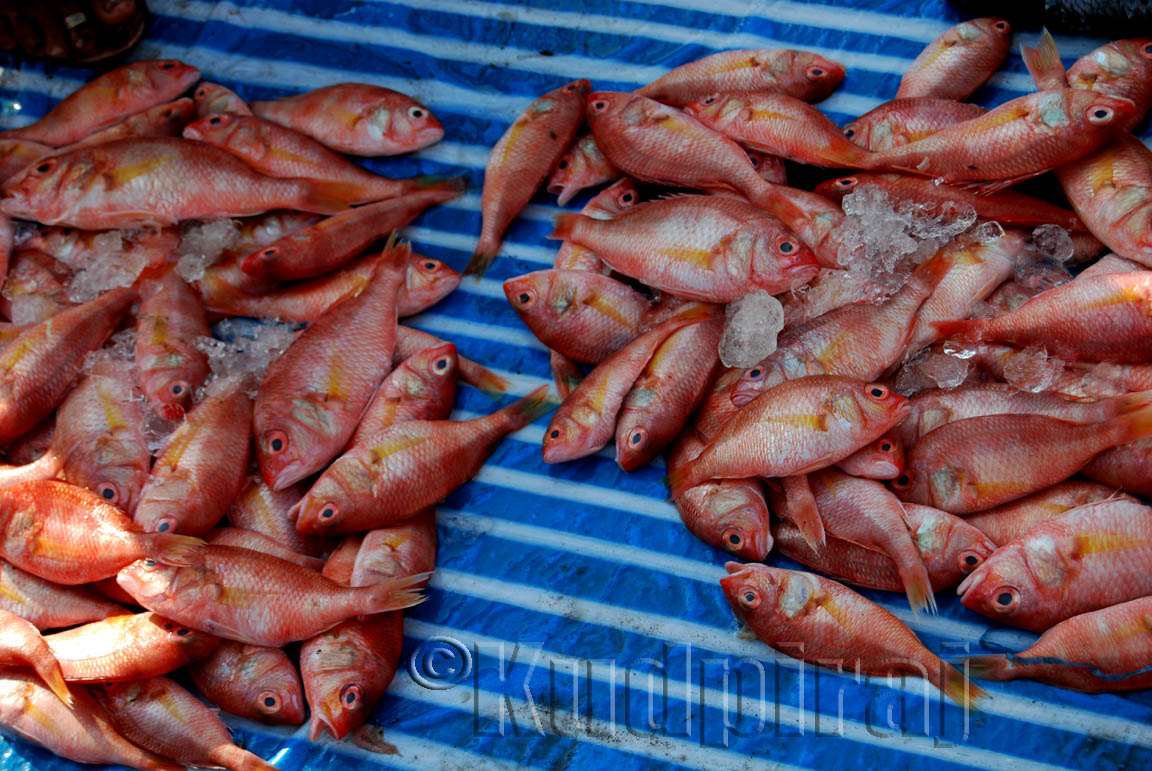 Kudpiraj's Garam Tawa Fishing in Mangalore