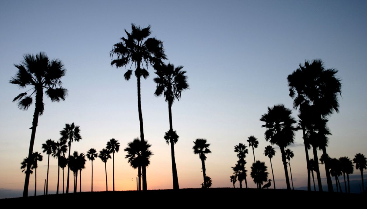 California Trees Wallpaper Pictures 14261 1366x768 px California Trees Wallpaper Pictures 14261 1366x768 px