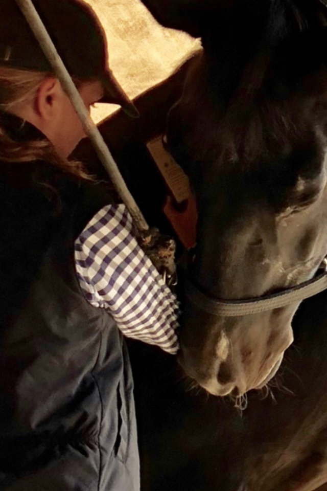 Equine Acupressure