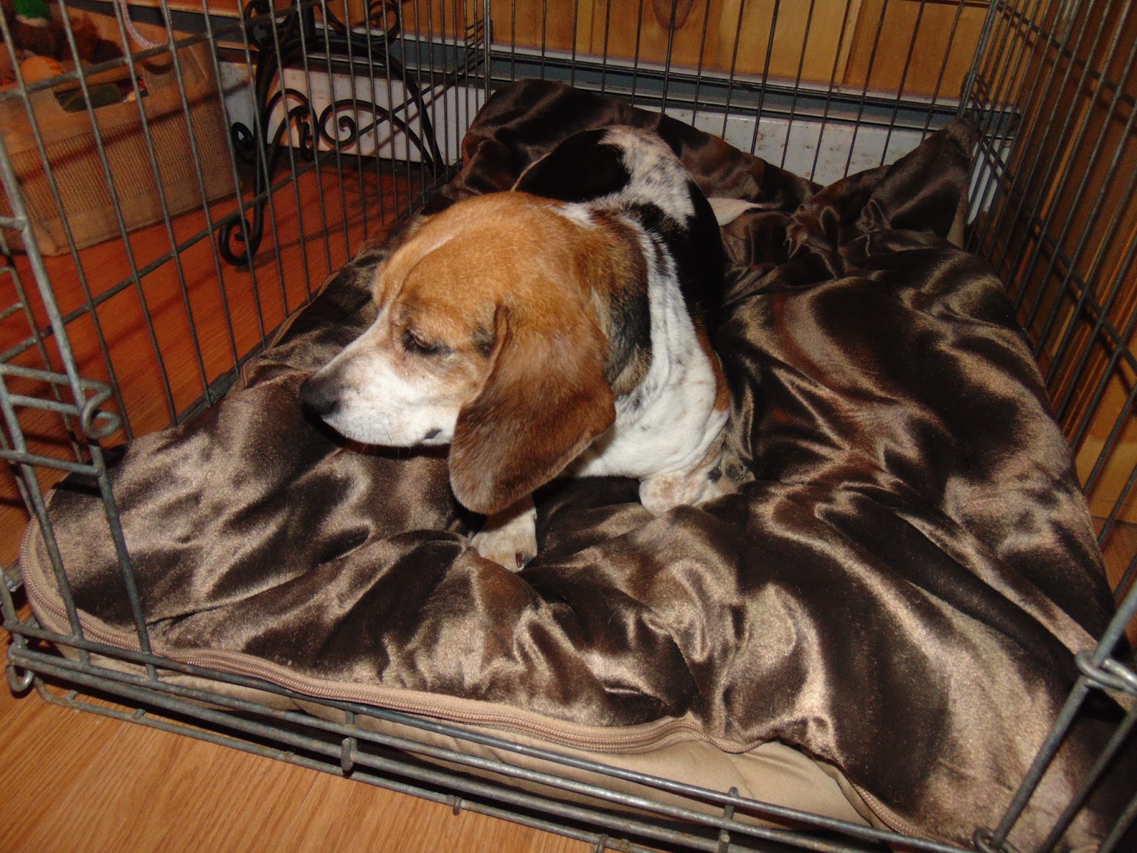 Rufus chilling on his new Wash'n Zip Pet Bed GIVEAWAY my mom bought me