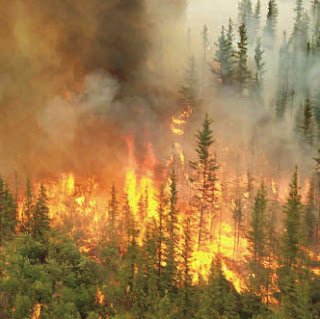 Forest Fires Impact On Ecological and Environmental Degradation