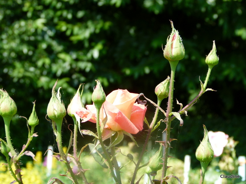 Les 33 Meilleures Images De Flowers Paradis Fleurs Cosmos Et