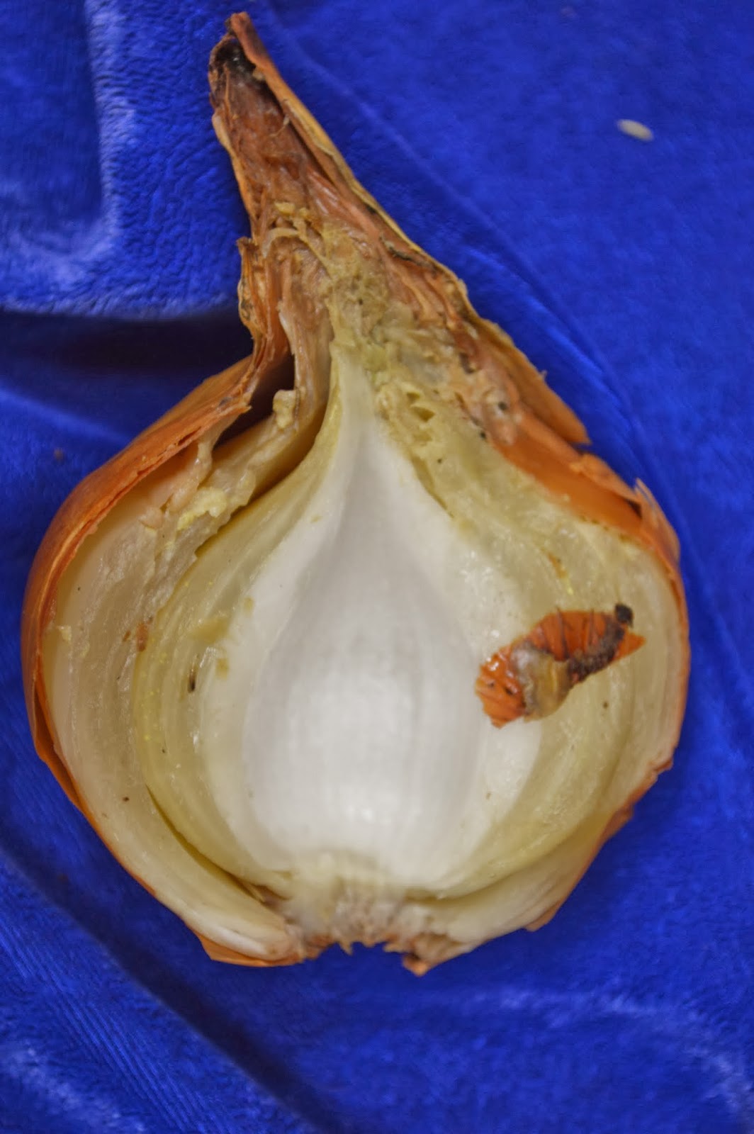 University of Illinois Plant Clinic Got Rot in Your Onions after Harvest?