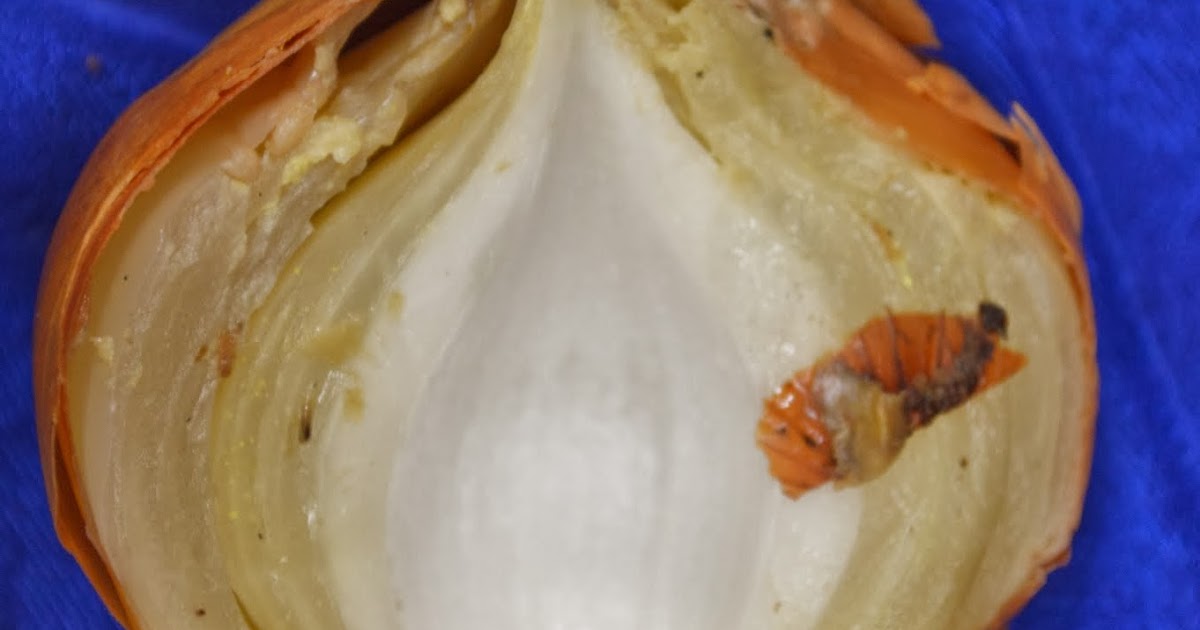 University of Illinois Plant Clinic Got Rot in Your Onions after Harvest?