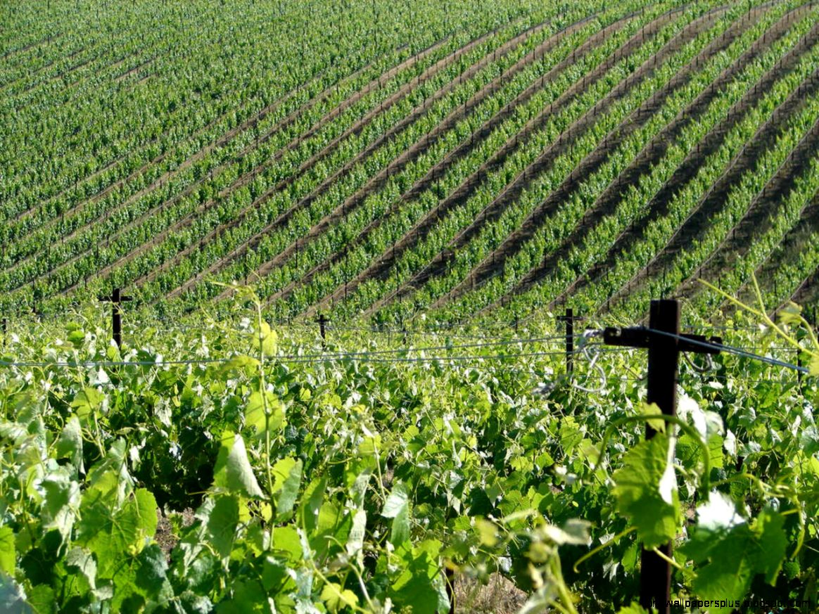 Beautiful Vineyard California Beautiful Vineyard California