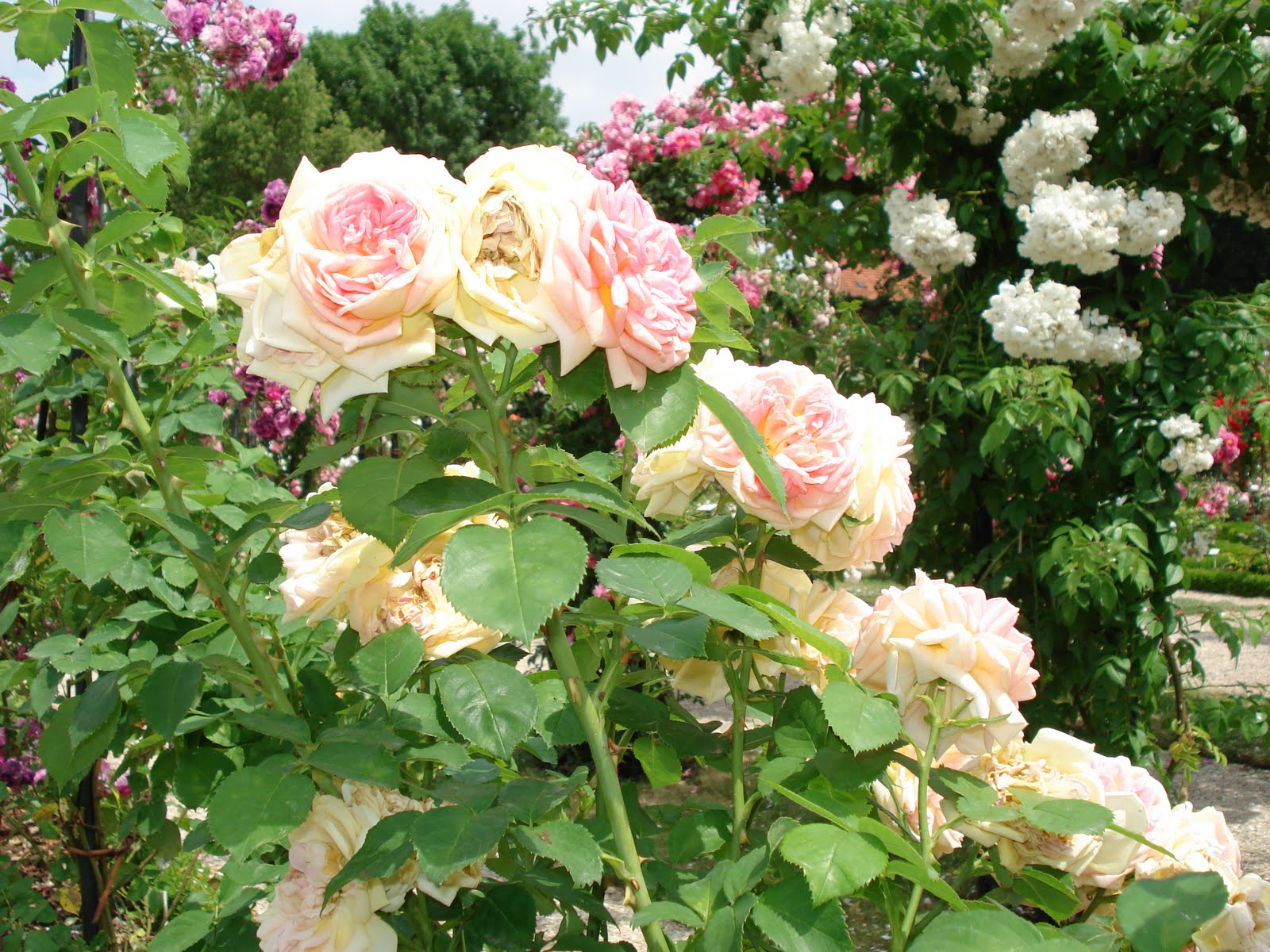 French Beauty Mark The Rose Garden at L'HaylesRoses Paris
