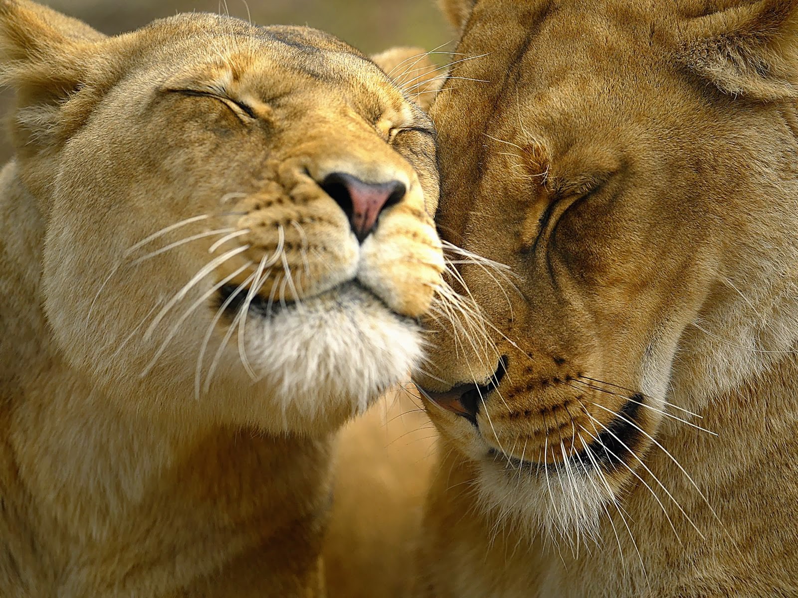 What animals do lions have a symbiotic relationship with?
