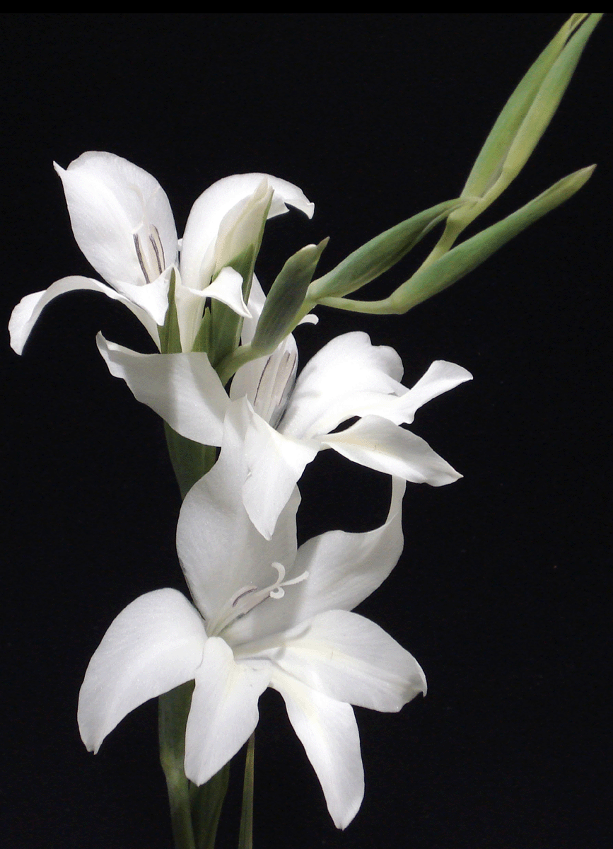 White Gladioli