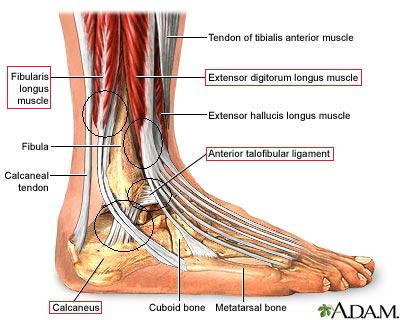 Luke Garside: Injury Report: Ankle Injury