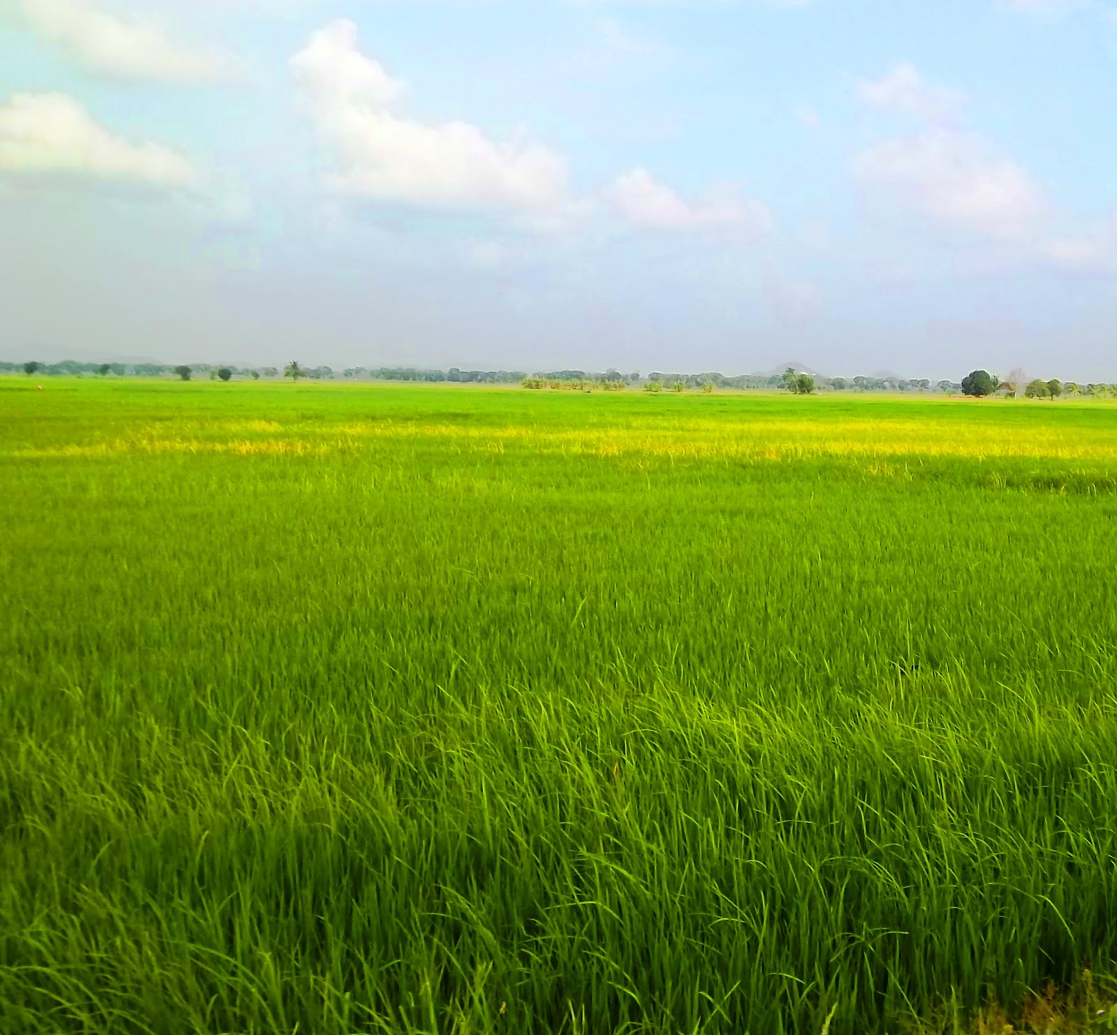 Pengertian Sawah secara umum dan macam-macam sawah | Definisi