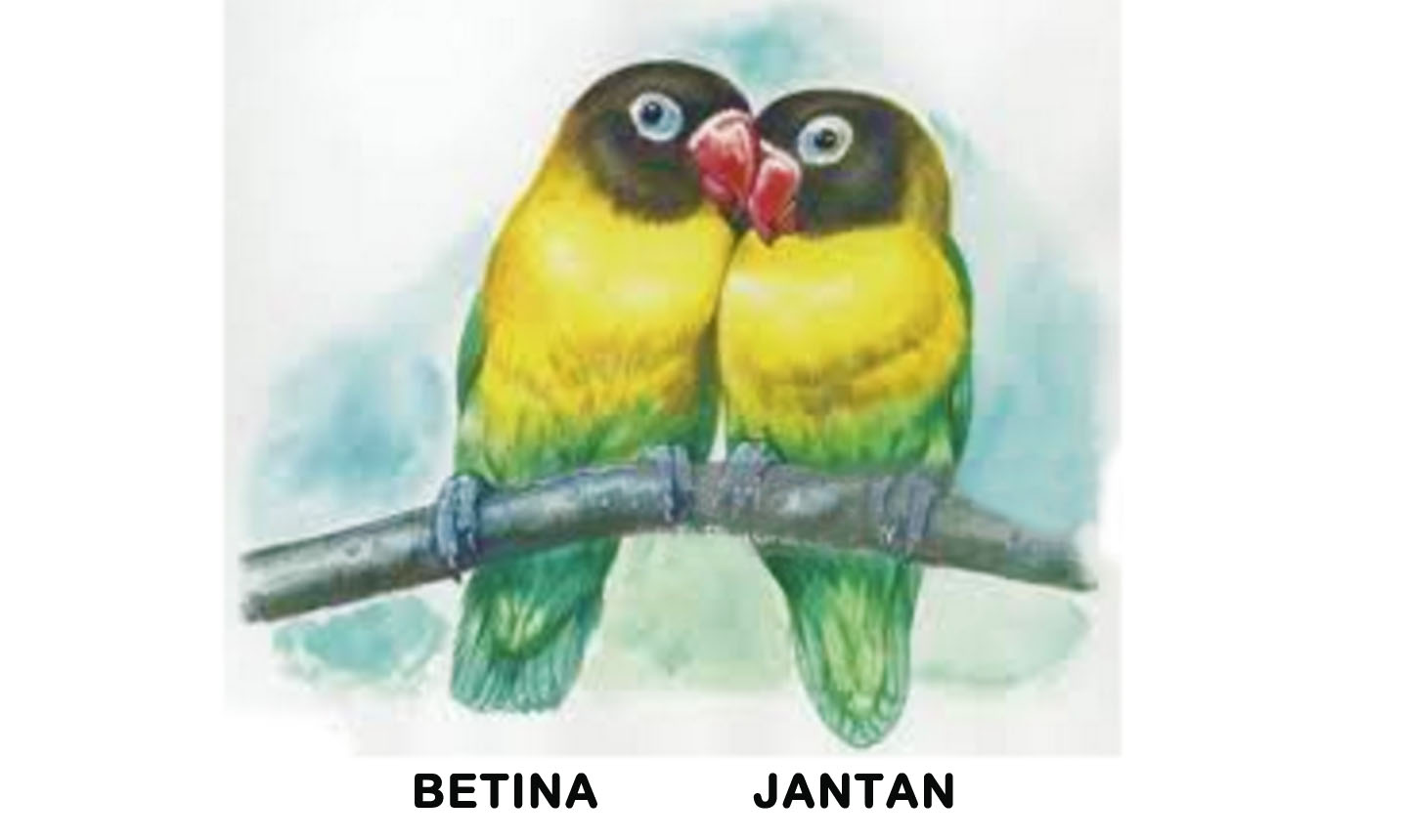 Pecintaburung Cara Mengetahui Burung Kepodang Jantan Dan Betina
