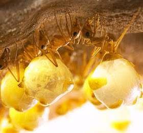 Semut honeypot Myrmecocystus