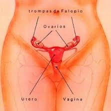 Menstruacion