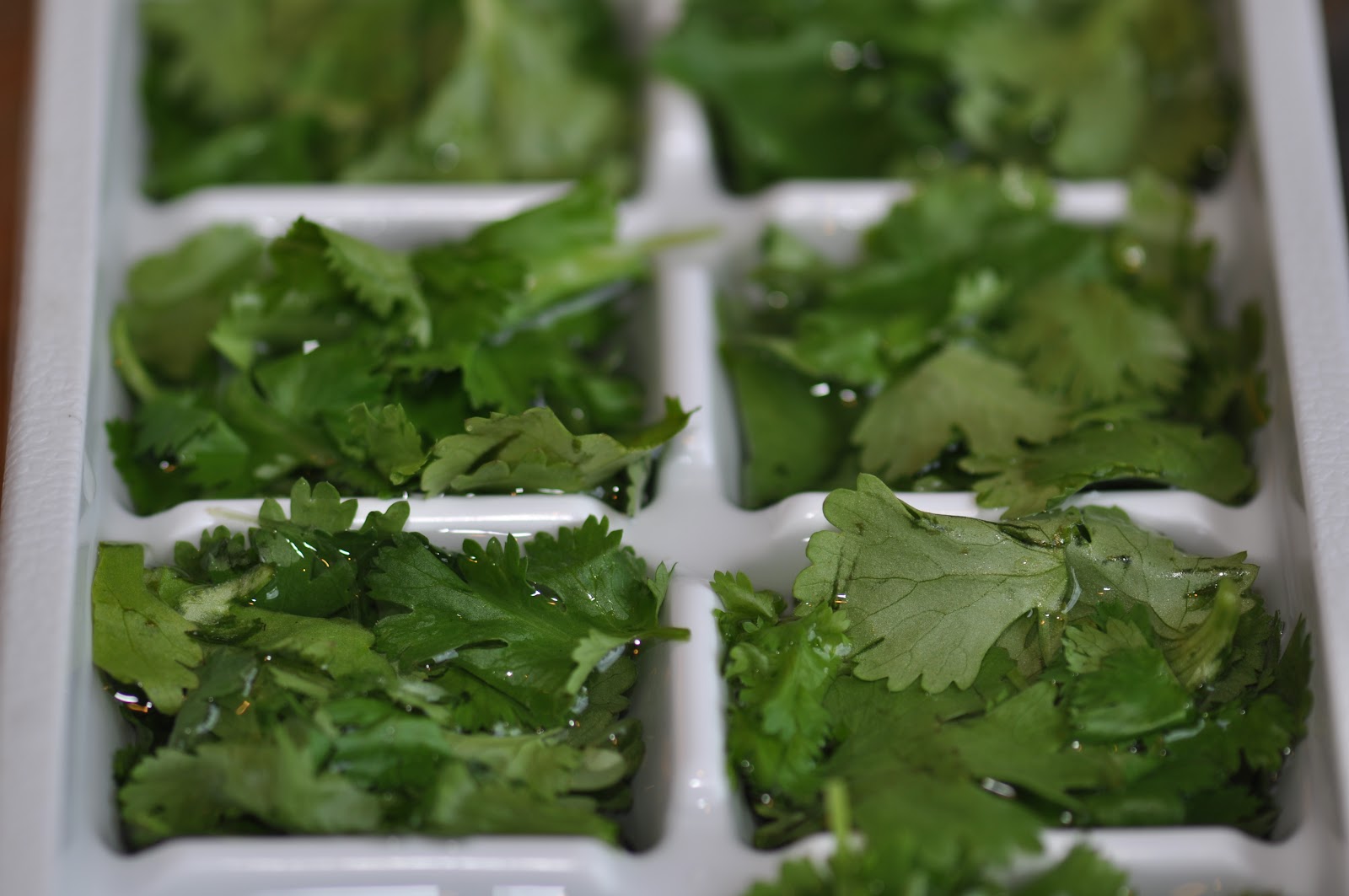 365 Days of DIY Cilantro Ice Cubes & Heart Stick Coaster