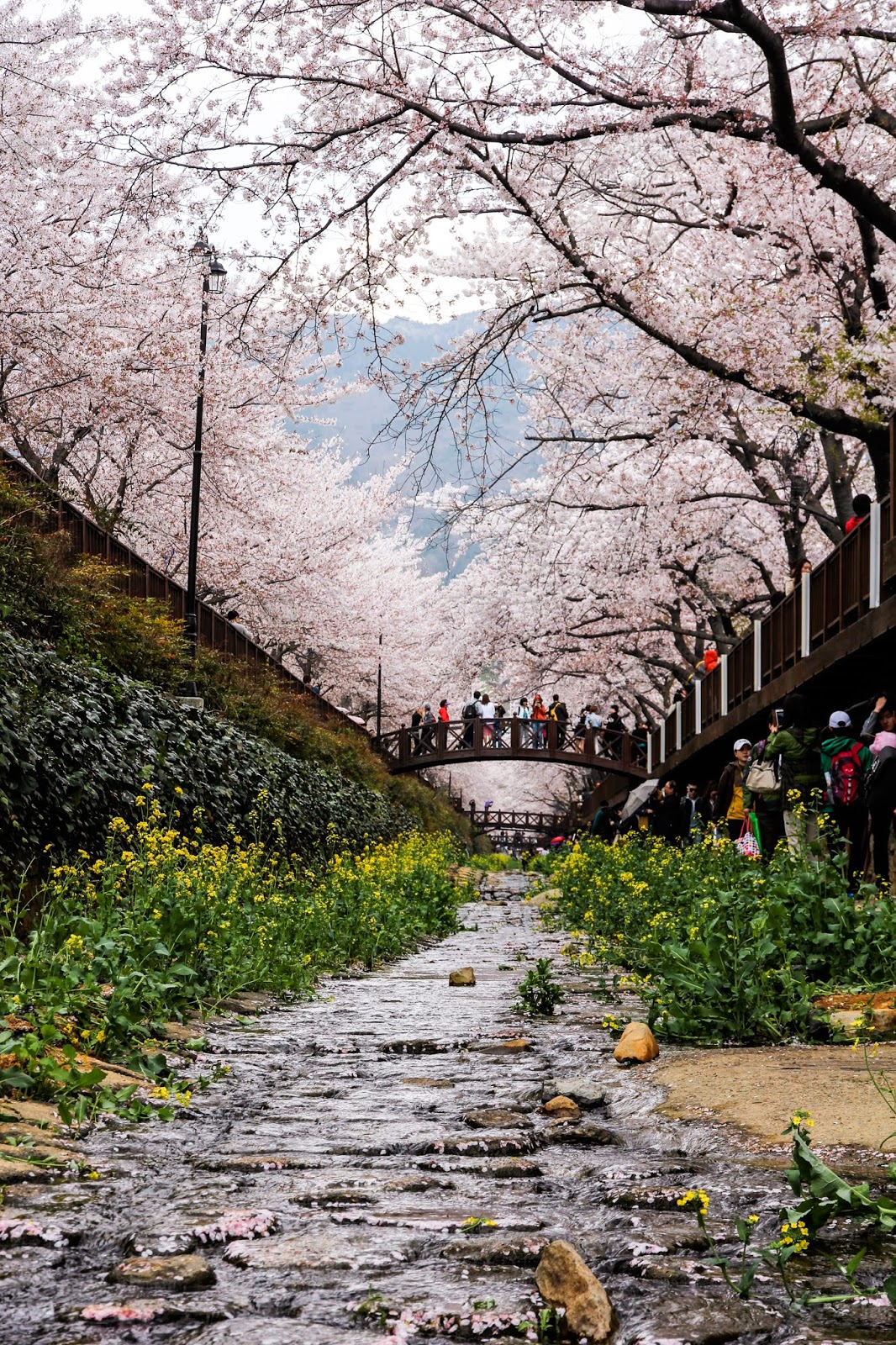 A Morsel of Marie's Musings... Jinhae Cherry Blossom Festival