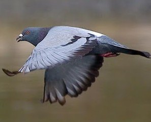 Mengenal Jenis Warna Terhadap Burung Merpati Tips Trik Galaxy
