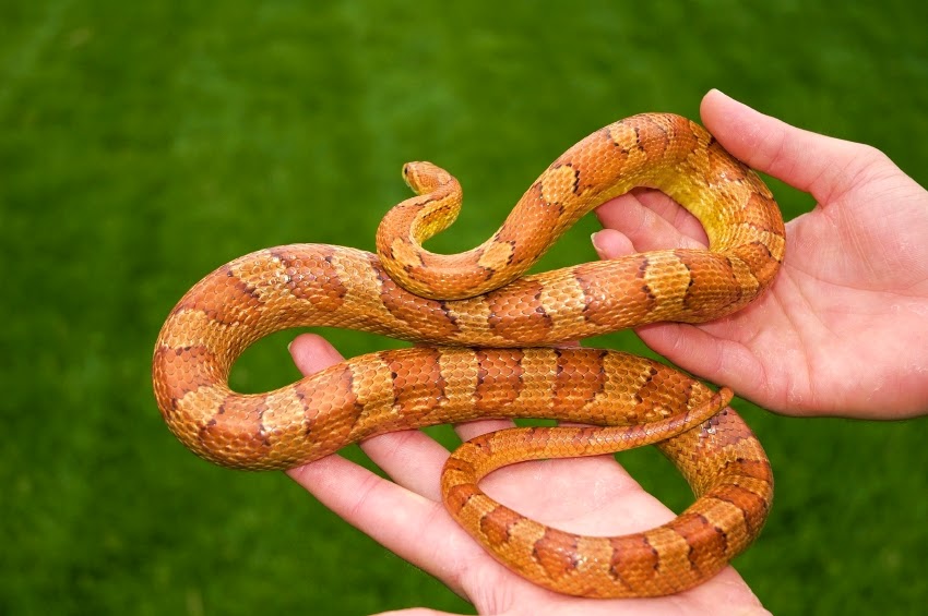 Corn Snake Oficial Sobre a Corn Snake